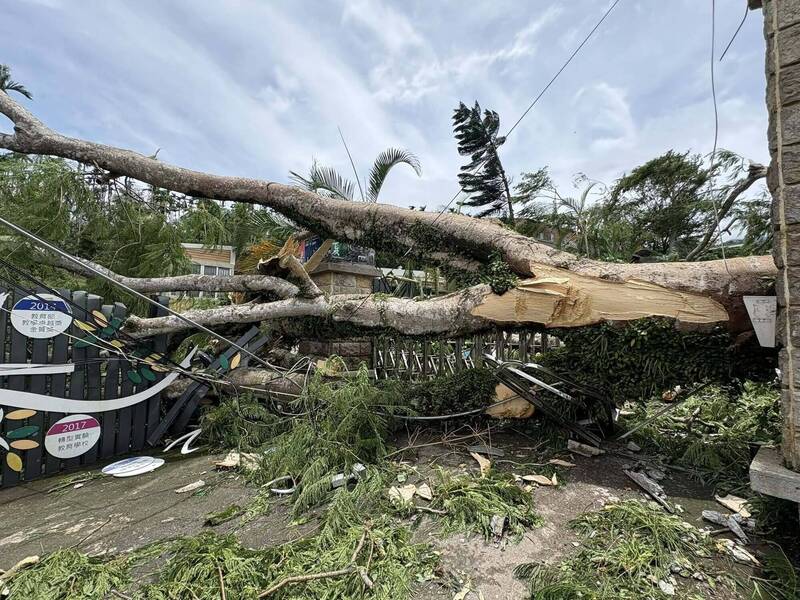 不捨80年鳳凰木倒下 華南師生找「奇蹟」盼把樹種回來