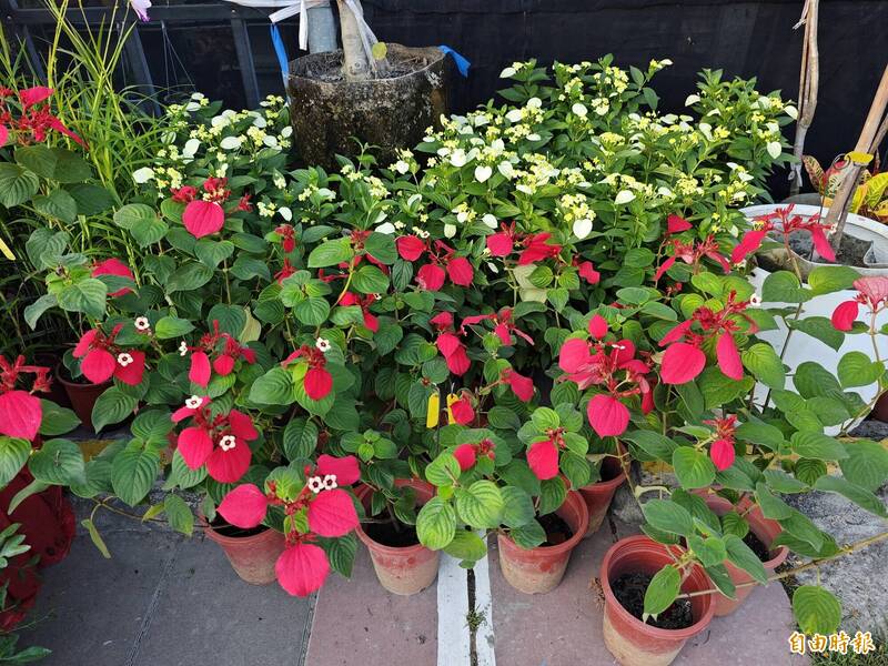 搶冬季聖誕紅風采 台南「夏日聖誕紅」仍熱賣