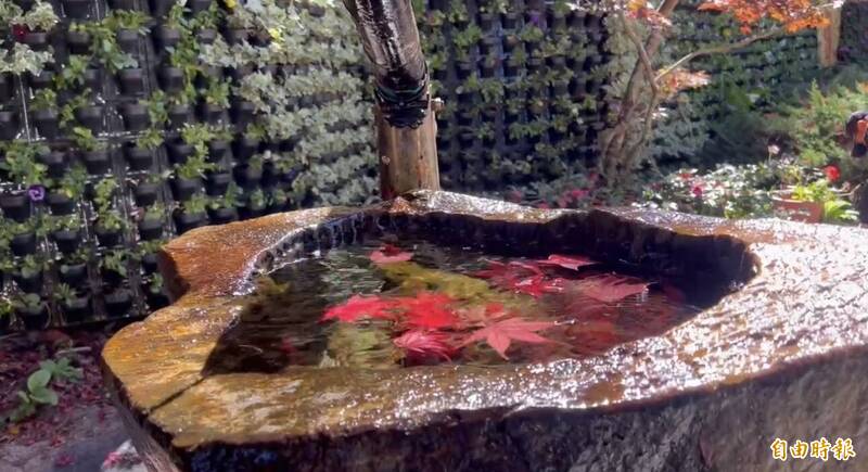 武陵、福壽山農場楓紅 吸引遊客上山賞楓