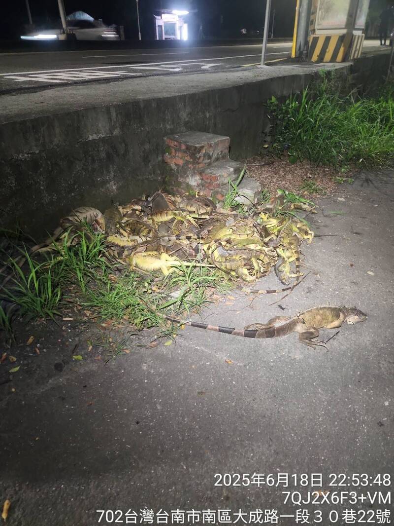 又多又大!台南綠鬣蜥捕獲量倍增 累積逾2.3萬隻