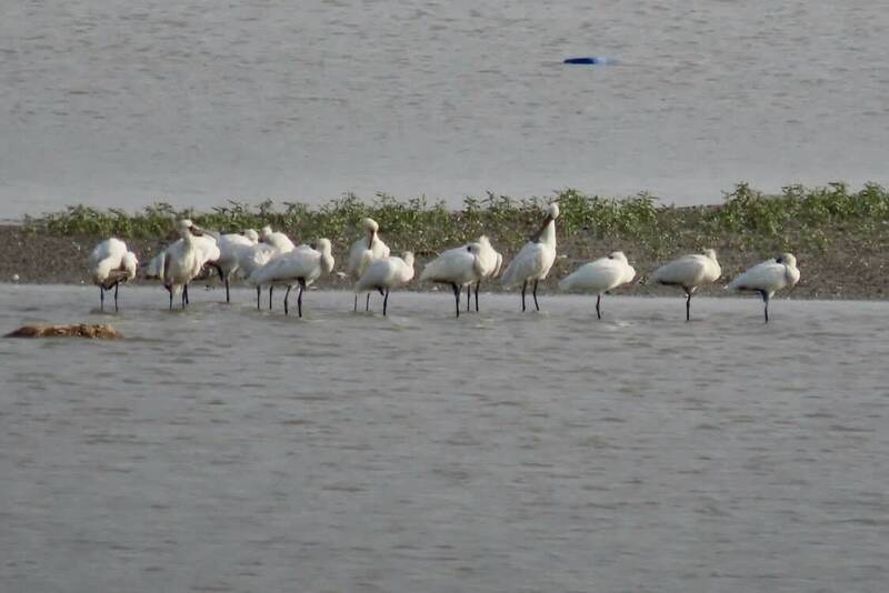 高屏溪舊鐵橋黑面琵鷺創紀錄群聚 一次可見20幾隻覓食