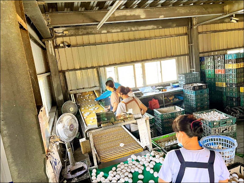 芬普尼蛋外流 彰化縣府坦承解禁程序不完備/啟動全縣933家蛋雞場採樣檢測 中市公布問題蛋35家下游店家