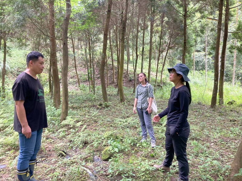 林下經濟新篇章  南投林農培育珍貴台灣原生山茶