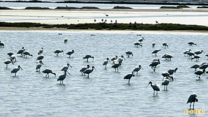 黑琵大軍抵嘉!布袋鹽田濕地已記錄到1802隻