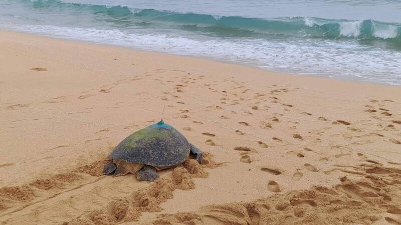 海龜界教科本TW139 肩負解開東沙與澎湖海龜族群關聯之謎