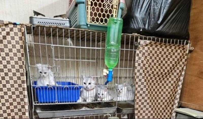 新北巡檢425家特定寵物業 廢照5家、裁罰逾672萬