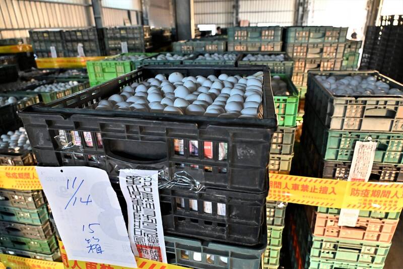 檢調盯場!彰化25.6萬芬普尼蛋連夜銷毀 文雅畜牧場一夜清空