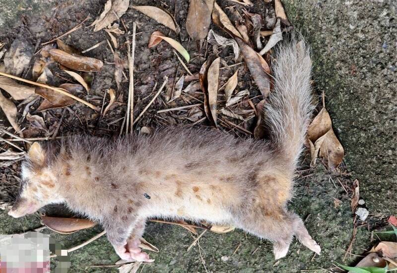 通霄牧場拉警報！流浪犬叼到「狂犬病鼬獾」 縣府誘捕「浪浪」打疫苗