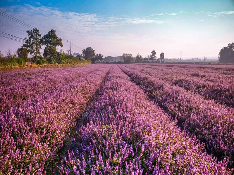 與酷洛米相遇夢幻花海 桃園仙草嘉年華11/22楊梅登場