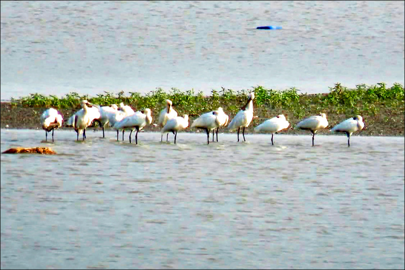黑琵抵高屏溪 成群覓食