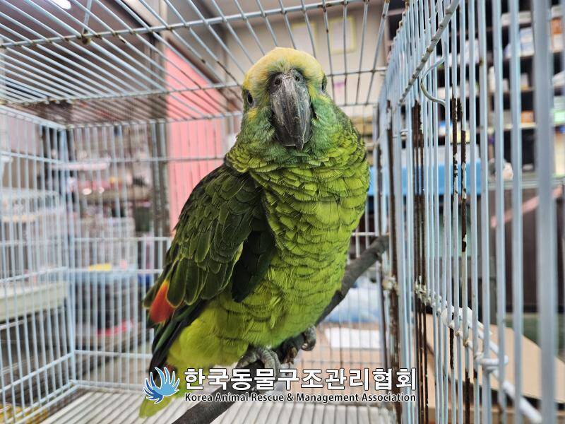 南韓顧客點完咖啡被偷喝! 「嫌犯」竟是瀕危鸚鵡