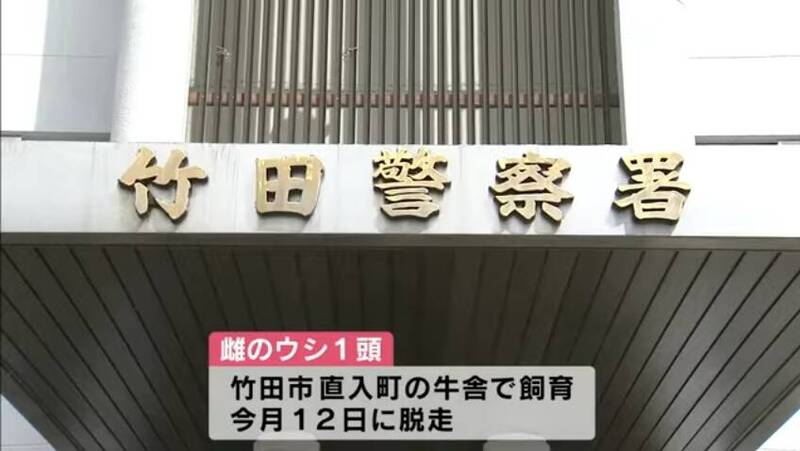 日本黑毛和牛逃走中! 警方:懷孕母牛很興奮要小心