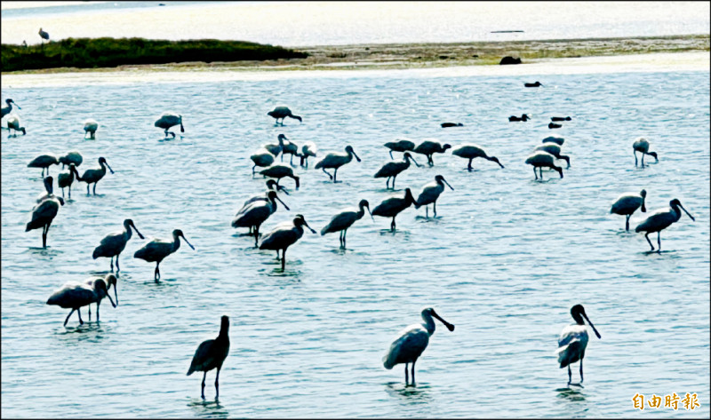 浪犬侵入布袋鹽田 衝擊黑琵棲地