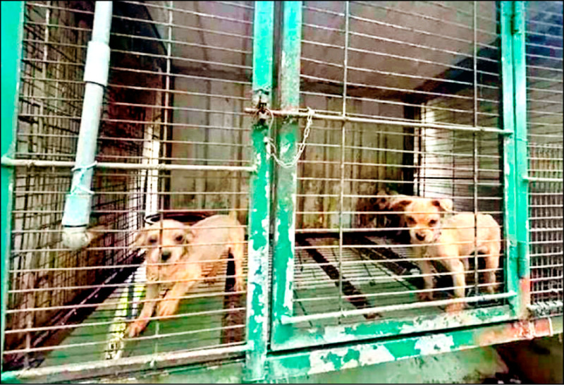 苗縣犬隻剪聲帶爭議 動防所長張俊義遭拔官