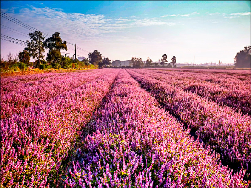 酷洛米搭花海 桃園仙草嘉年華22日揭幕