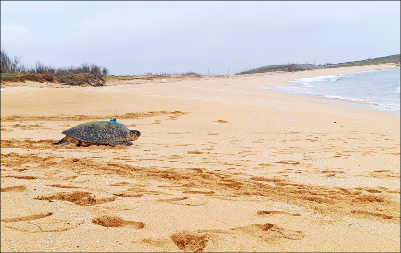 望安與東沙海龜族群有連結 研究人員盼從TW139找答案