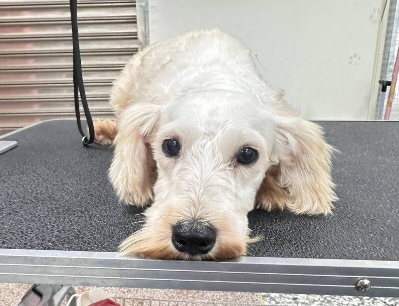 苗栗「人人犬舍」首波20犬今開放認養 鍾東錦宣布蓋「寵物陽光樂園」