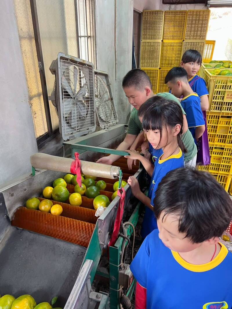 學生體驗選果流程，瞭解「青皮椪柑」的在地特色。（桃源國小提供）