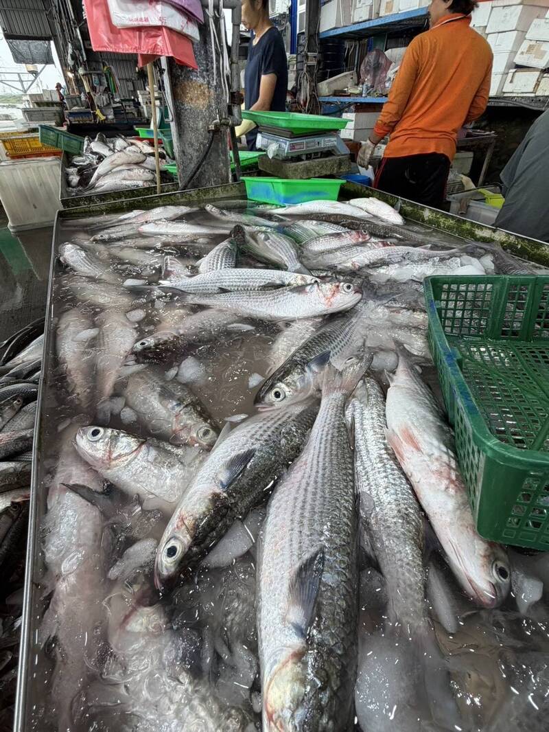 低溫助攻!12天捕獲7400尾烏魚 彰化漁民狂賺逾200萬「年終獎金」