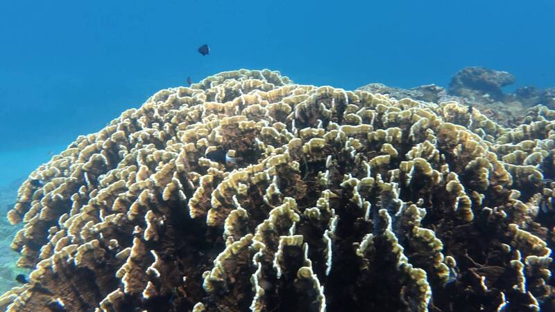 能抗極端氣候衝擊 板葉千孔珊瑚與硨磲貝共生共榮