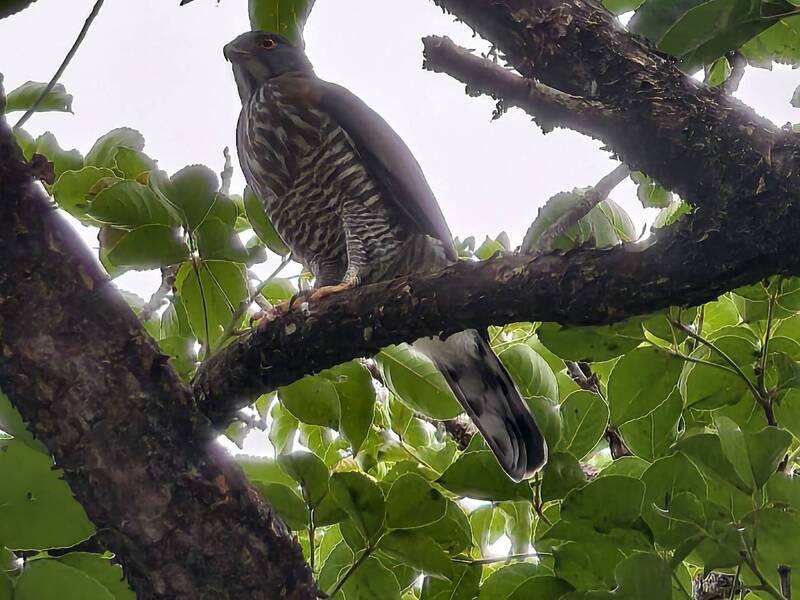 校園出現鳳頭蒼鷹 雲林鎮東國小師生驚喜
