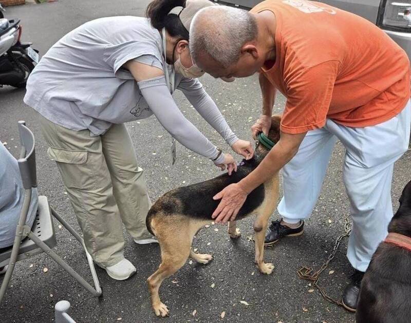 野外染狂犬病鼬獾案例持續往北 獸醫所檢測通霄一接觸犬隻陰性