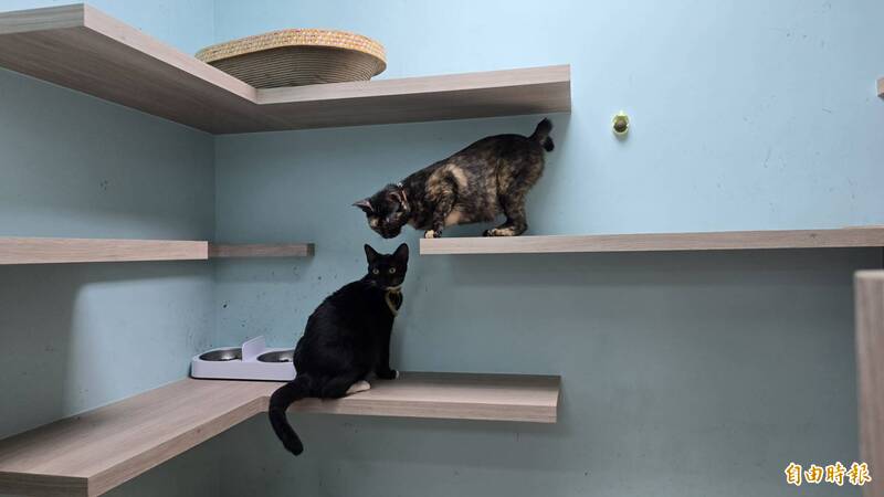 寵物遺體處理新北擬規範交付業者、動保處 違者擬罰5千以上2.5萬以下罰鍰