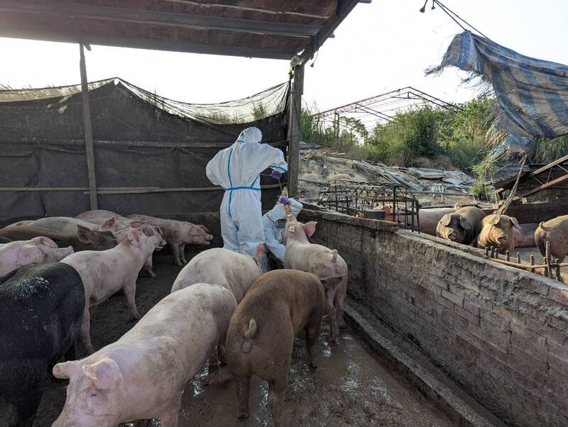 南市豬農違規使用廚餘養豬  稽查8次逮獲重罰120萬