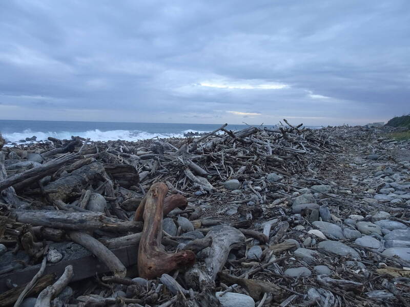 台東保安林漂流木11/20起開放撿拾 可現場裁切