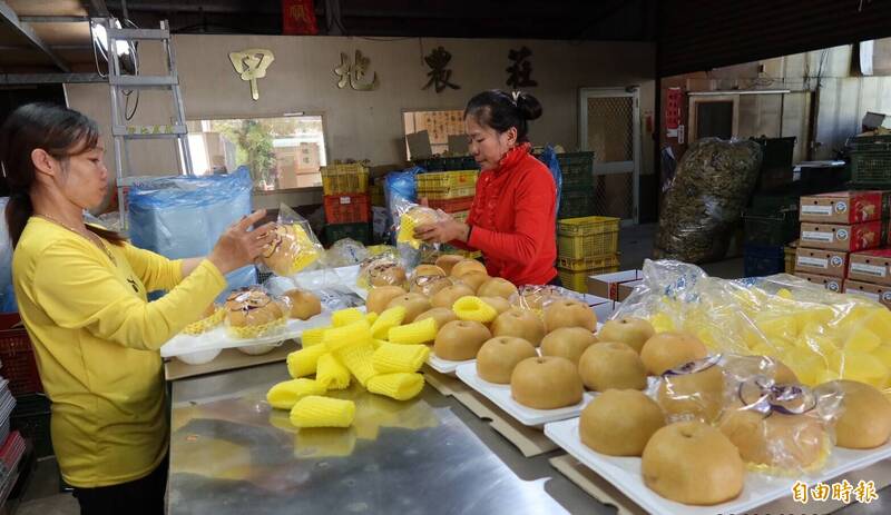 日本梨穗供應不穩 有品種權的「寶島甘露梨」漸成主流