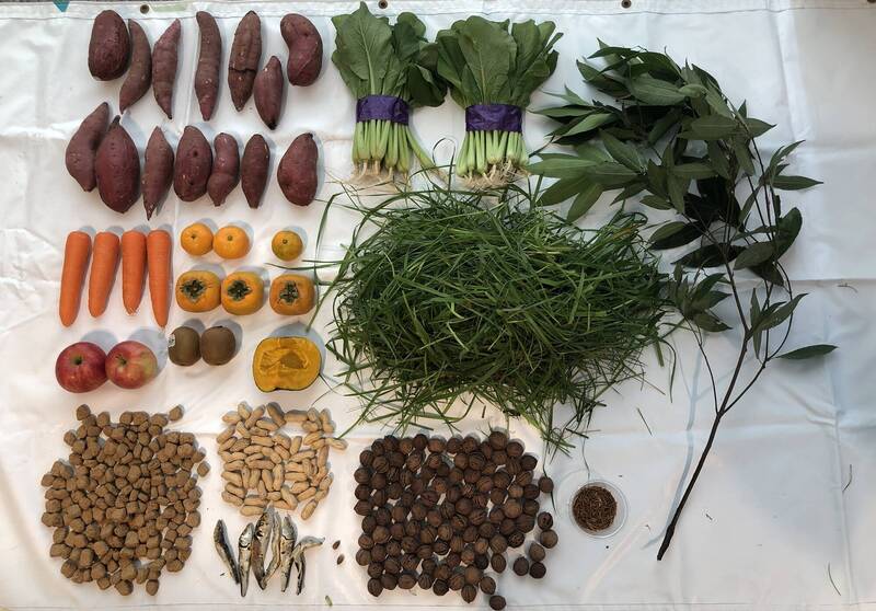 日本動物園科普「黑熊冬眠前進食量」 全網一看沉默了