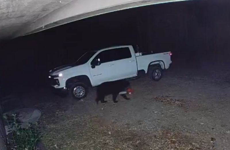 美國民宅「鏈鋸熊」出沒！ 逾600萬日網跪求︰日本熊不要模仿