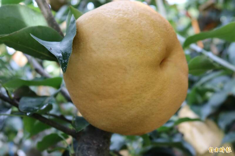 甘露梨果實碩大，收益高，頗受農民歡迎。（資料照，記者歐素美攝）