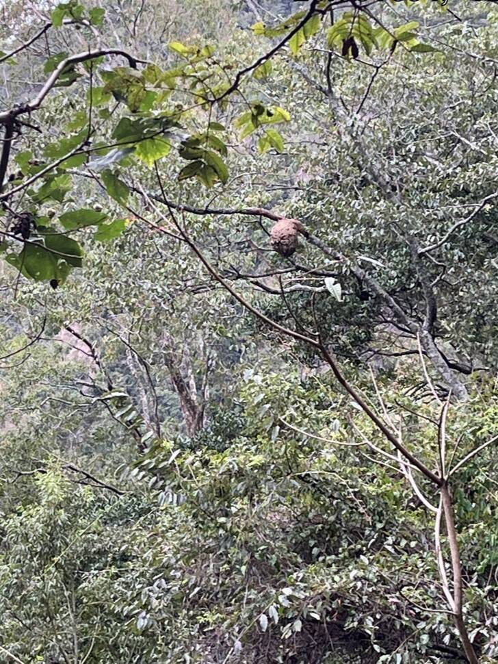 玉山八通關頻現虎頭蜂 4.6K大蜂巢將移除