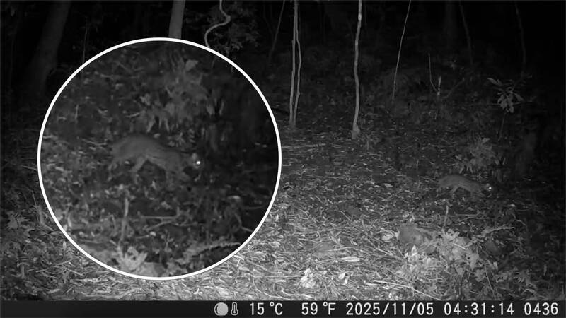 睽違31年阿里山石虎現蹤 回眸看向鏡頭「萌樣」拍到了