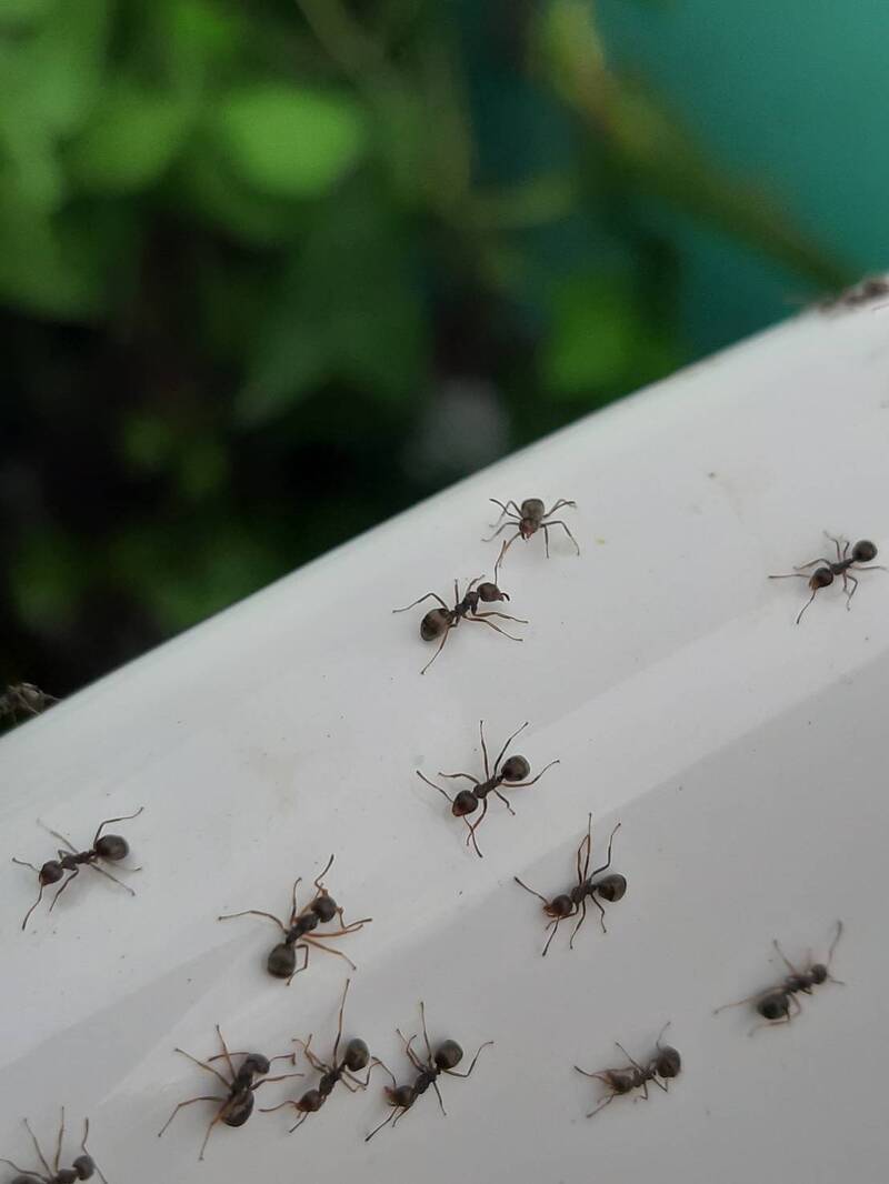 新竹地區首場疣胸琉璃蟻防治示範會 期提升地方蟻害管理能力