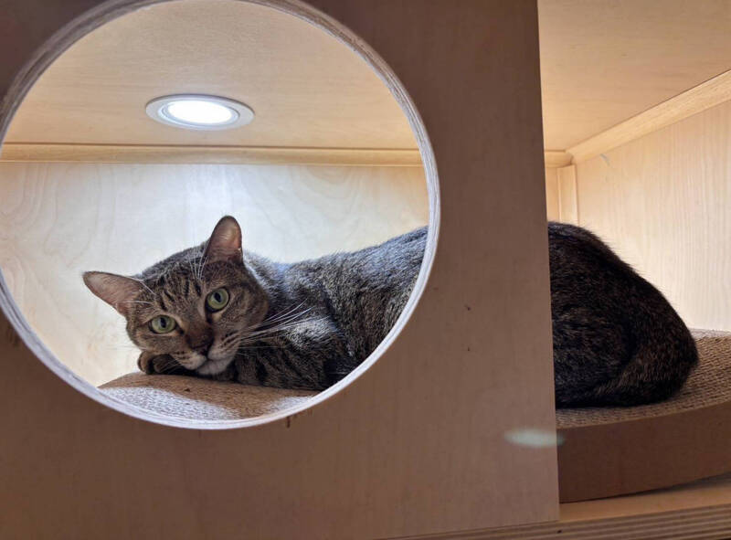 助322隻毛孩找到新家！浪愛滿屋計畫讓癲癇貓「帝寶」遇好主人