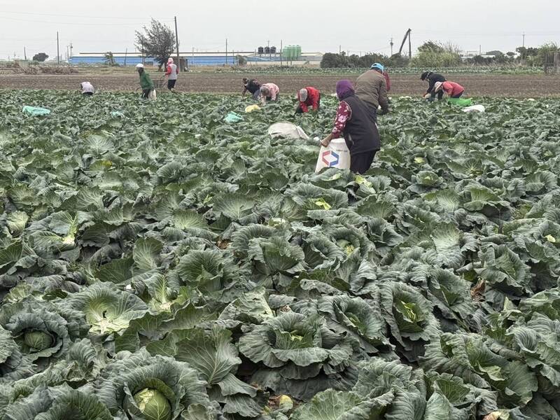 開心農場真實版！彰化二林高麗菜免費自採 5分地2天掃光