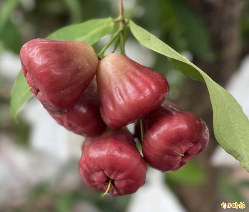 熬過風災》物以稀為貴！屏東早生蓮霧上市啦