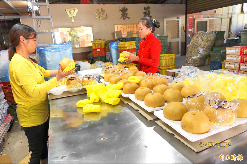 台灣梨種植面積 甘露梨占8成