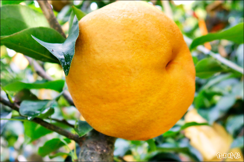 果實大收量翻倍 梨山梨9成是「甘露」