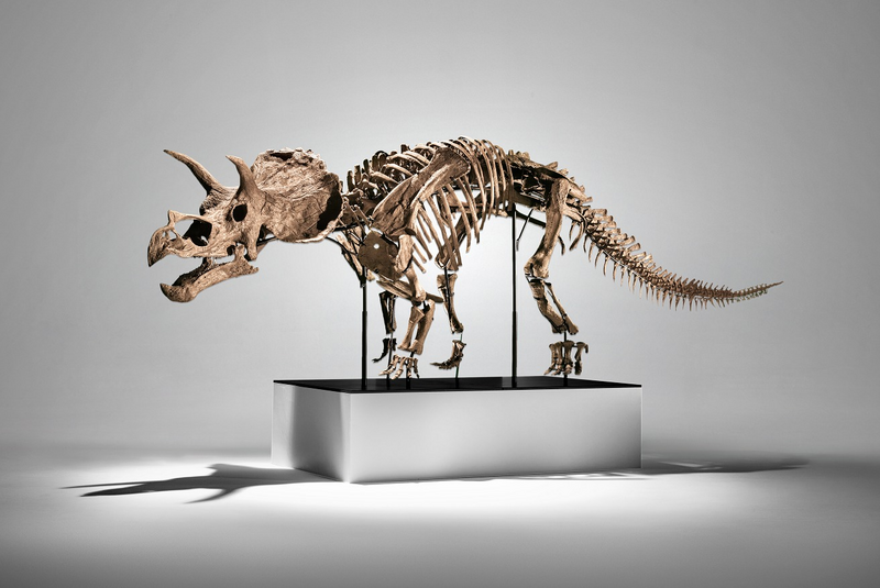 全球首具「最完整幼年三角龍化石」 富藝斯1.6億落槌