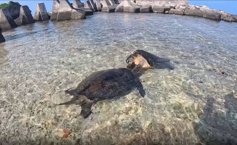 小琉球出現「海龜釘孤枝」 圍觀民眾不敢拉架：分開要花30萬！