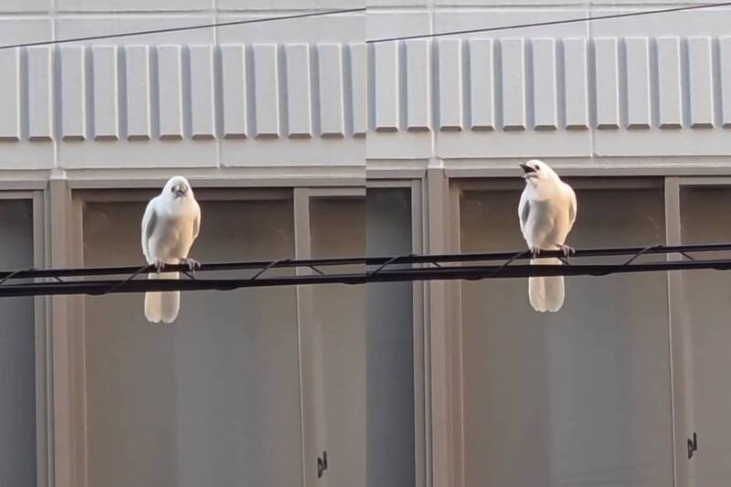 「白色烏鴉」現身千年古都 日網友驚呼︰神明使者降臨！