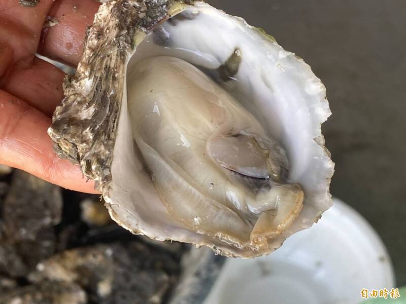 廣島牡蠣整排張殼暴斃！死亡率飆9成 背後真相曝光