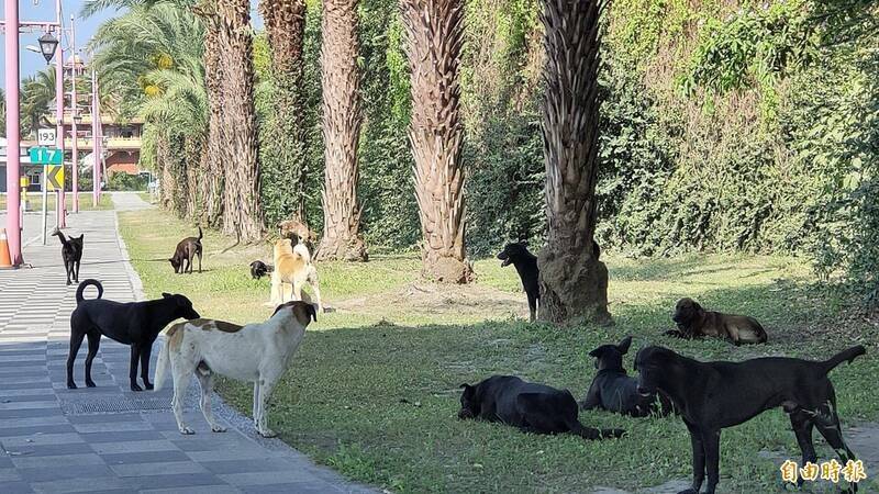 嘉義婦稱「觀音指示」餵流浪狗惹民怨 阻擋辱罵動保人員挨罰8萬6千元