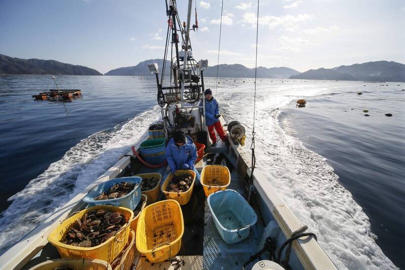 6噸銷中北海道扇貝恐被拒收! 美大使批北京積習難改 持續力挺日水產