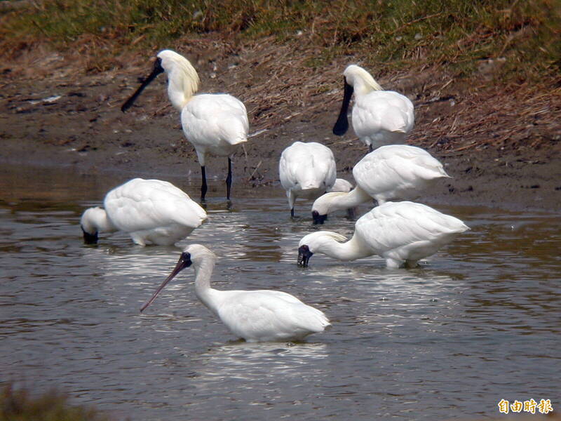 探索黑面琵鷺生態  台江國家公園11/22、23現場開放報名