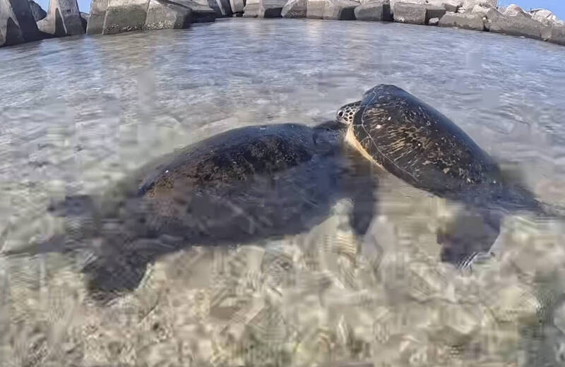 小琉球「居民」爭妹鬥毆？ 沒人敢勸架就怕挨罰30萬