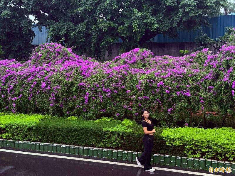 新北泰山、鶯歌、三重「蒜香藤」盛開 把握10天花期賞紫色花瀑